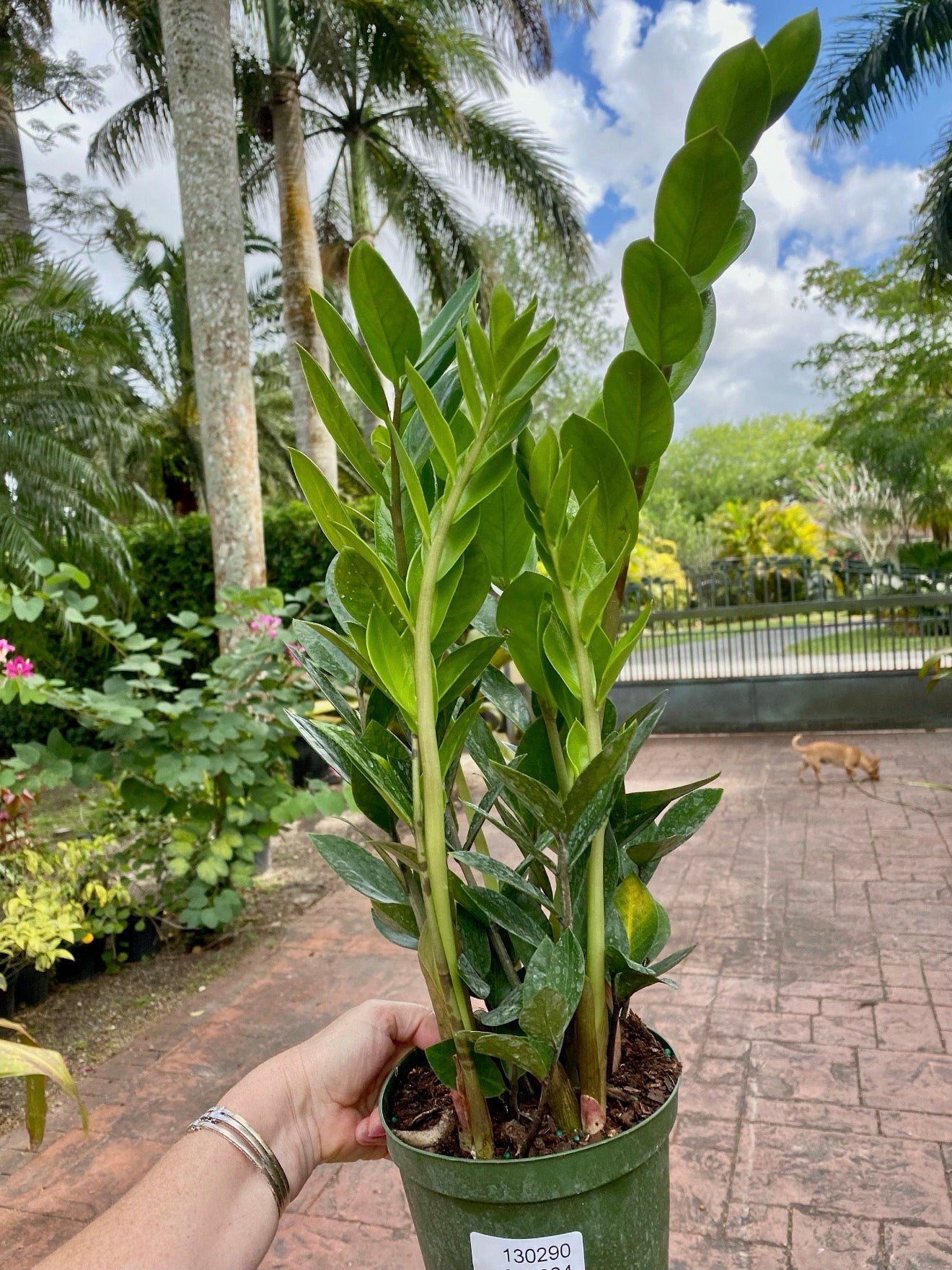 ZZ plant - Zamioculcas zamiifolia, 6” pot