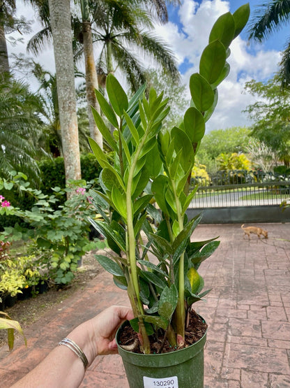 ZZ plant - Zamioculcas zamiifolia, 6” pot