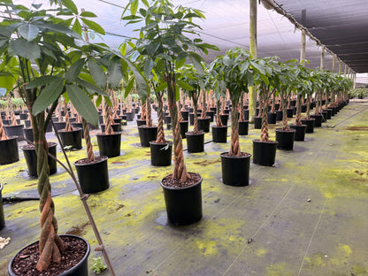 Money tree, tall braid, new heads, 12” pot