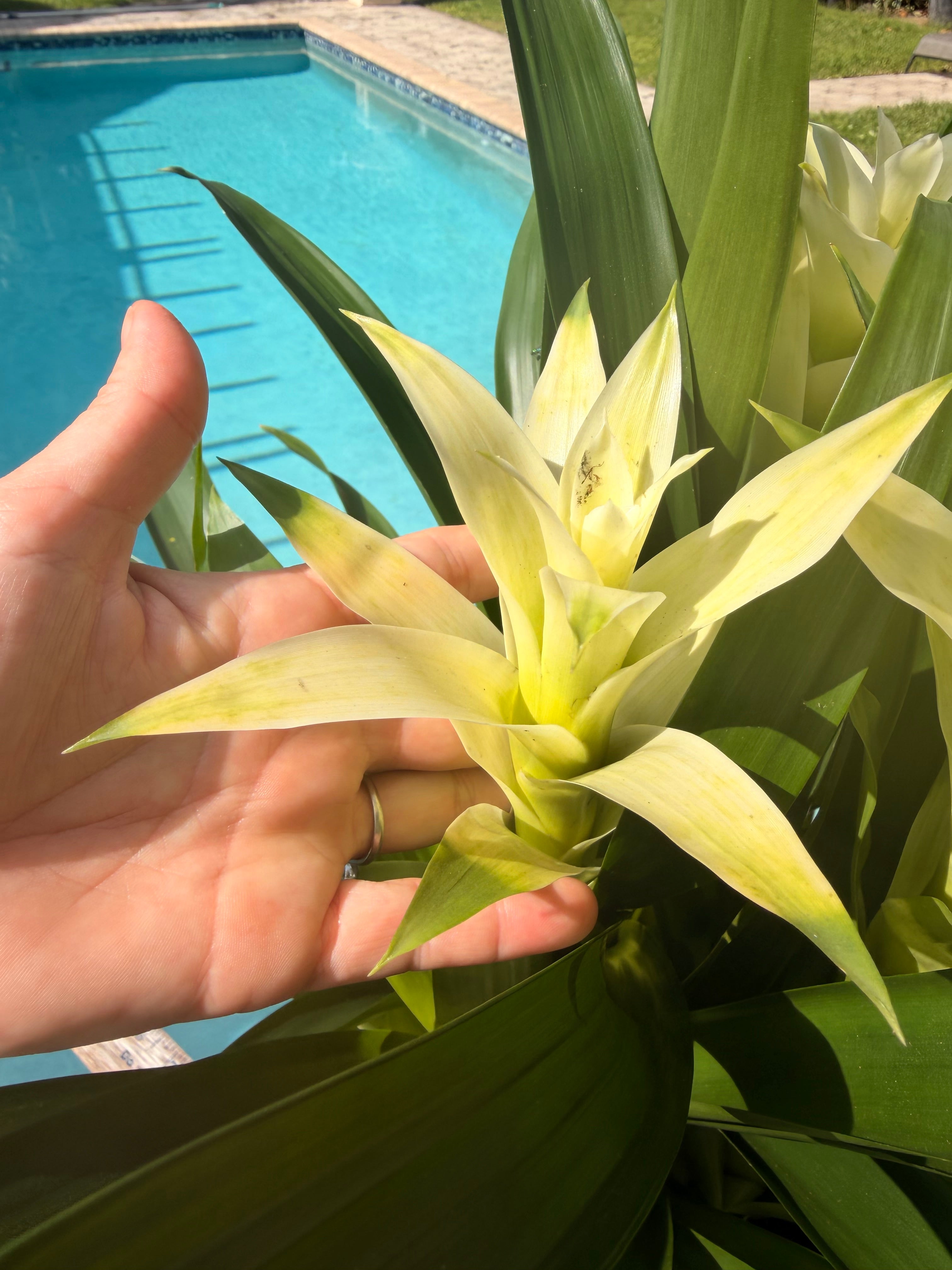 Guzmania planting, 8” pot. 3 white plants per pot