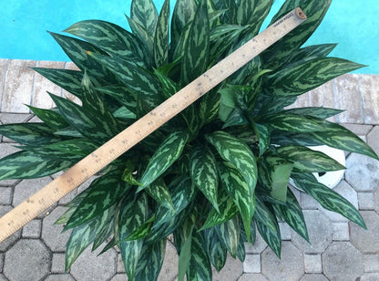 Aglaonema Juliette, 10” pot