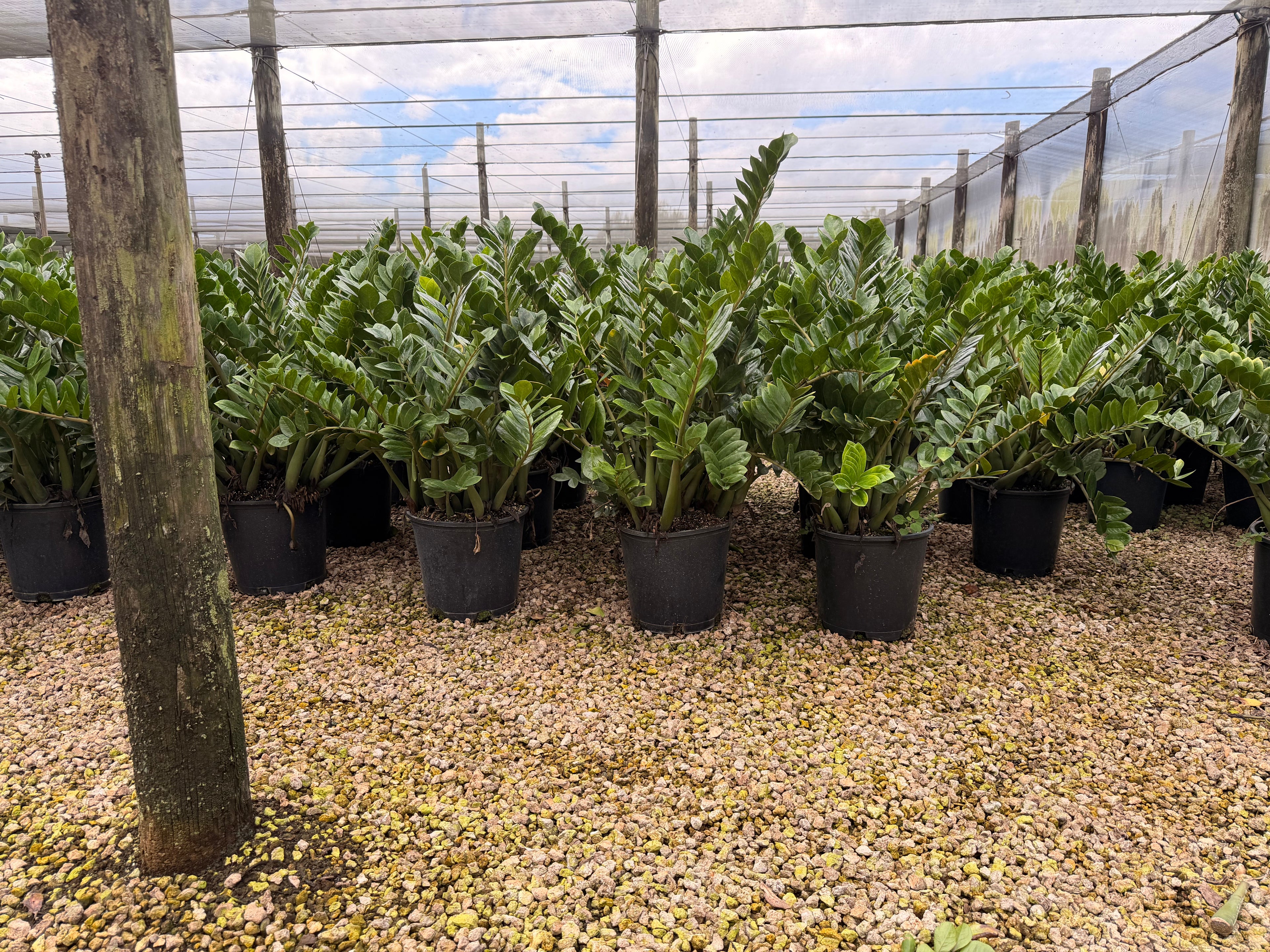 ZZ plant, Zamioculcas Zamiifolia, 14” pot