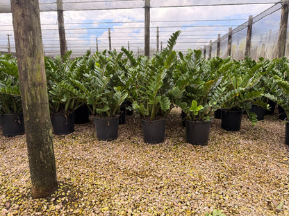 ZZ plant, Zamioculcas Zamiifolia, 14” pot