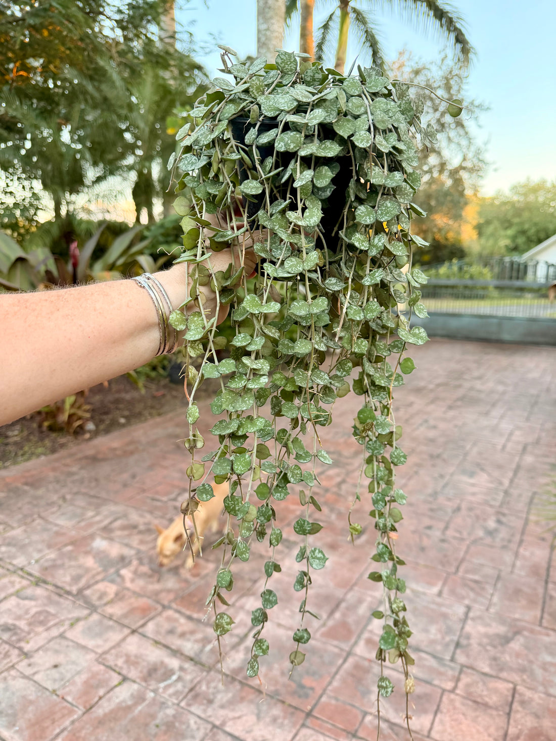 Hoya Curtisii, 5” pot
