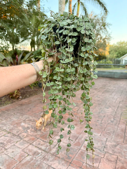Hoya Curtisii, 5” pot