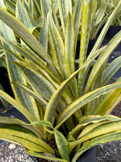 Sansevieria Lauren, 10” pot - ships GROUND
