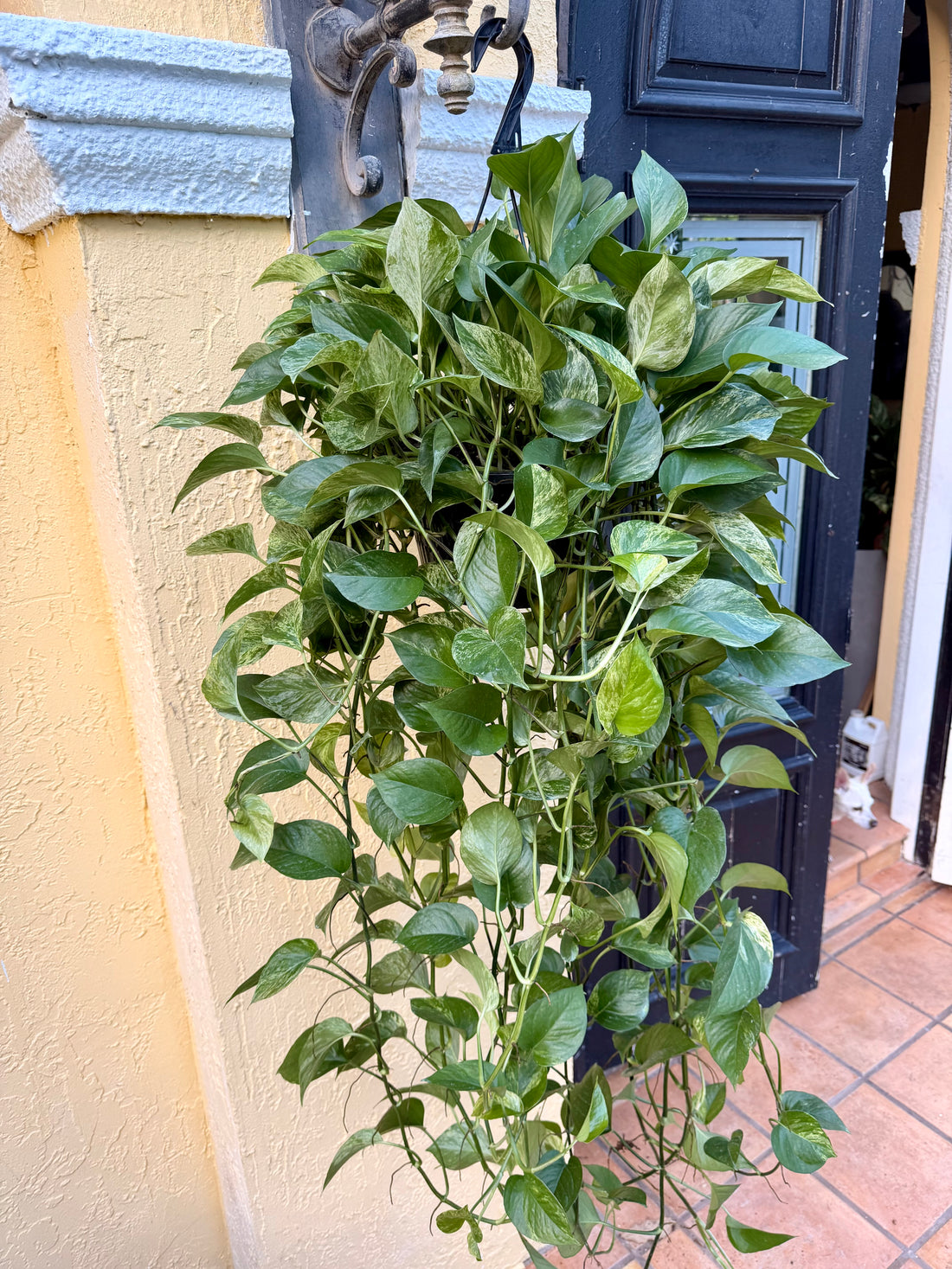 Marble Queen photos, 8” pot XL