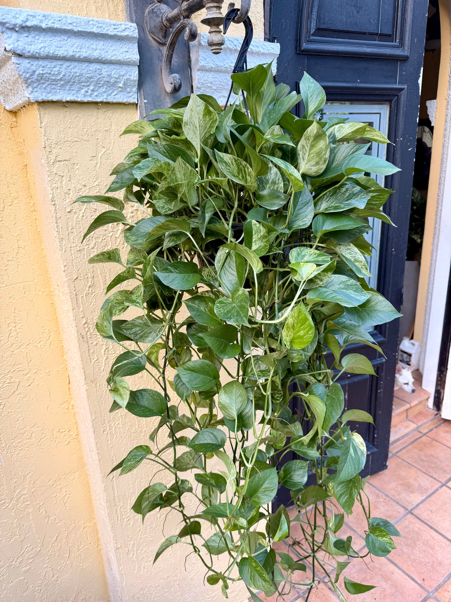 Marble Queen photos, 8” pot XL