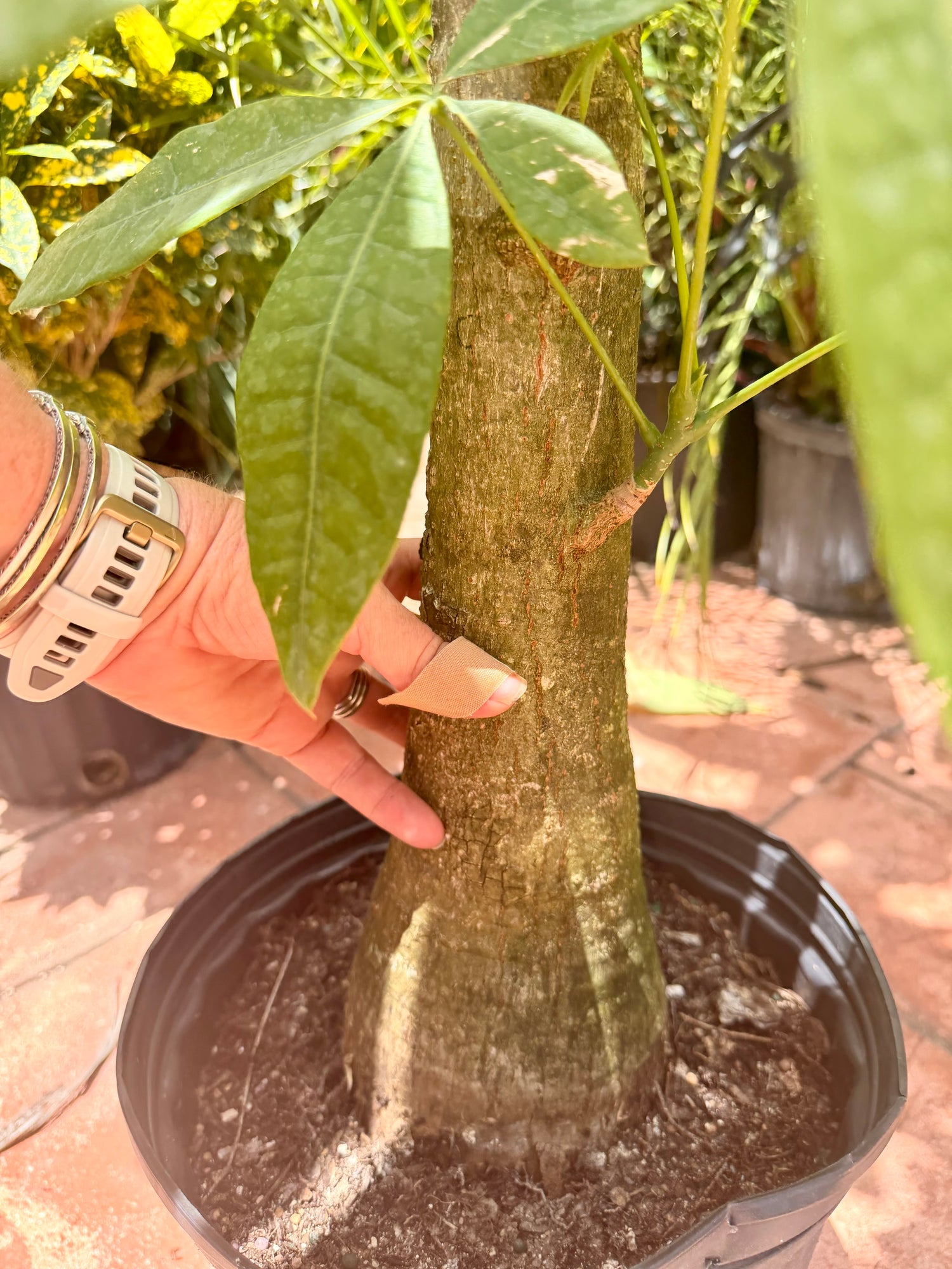 Money tree, thick stem, 10” pot