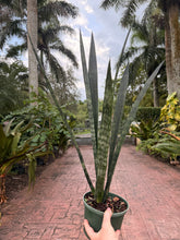 Load image into Gallery viewer, Sansevieria Snakeskin, 6” pot