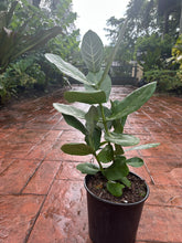 Load image into Gallery viewer, Crown Flower, 10” pot