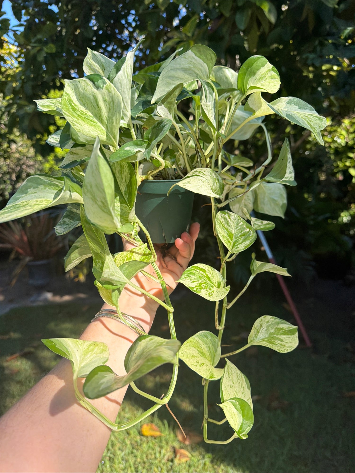 Manjula Pothos, 4” pot - trailing