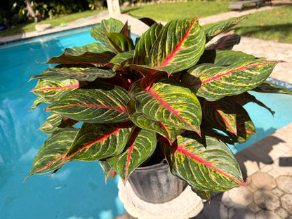 Aglaonema Rubi, 10&quot; pot