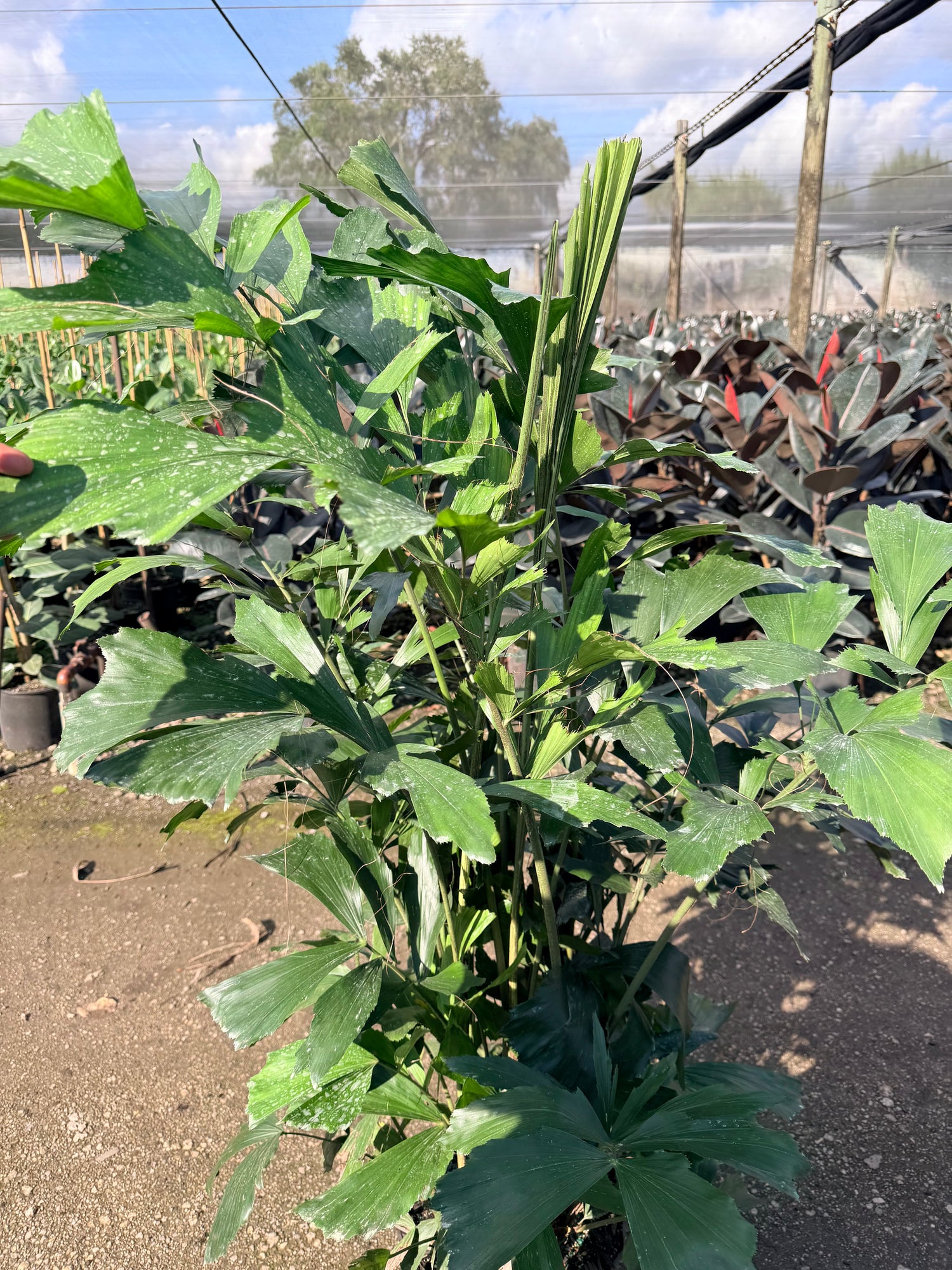 Fishtail palm, 10” pot 60” tall Caryota Mitis