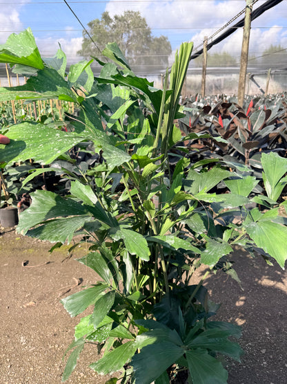Fishtail palm, 10” pot 60” tall Caryota Mitis
