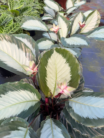 Calathea Royal Standard, 6” pot