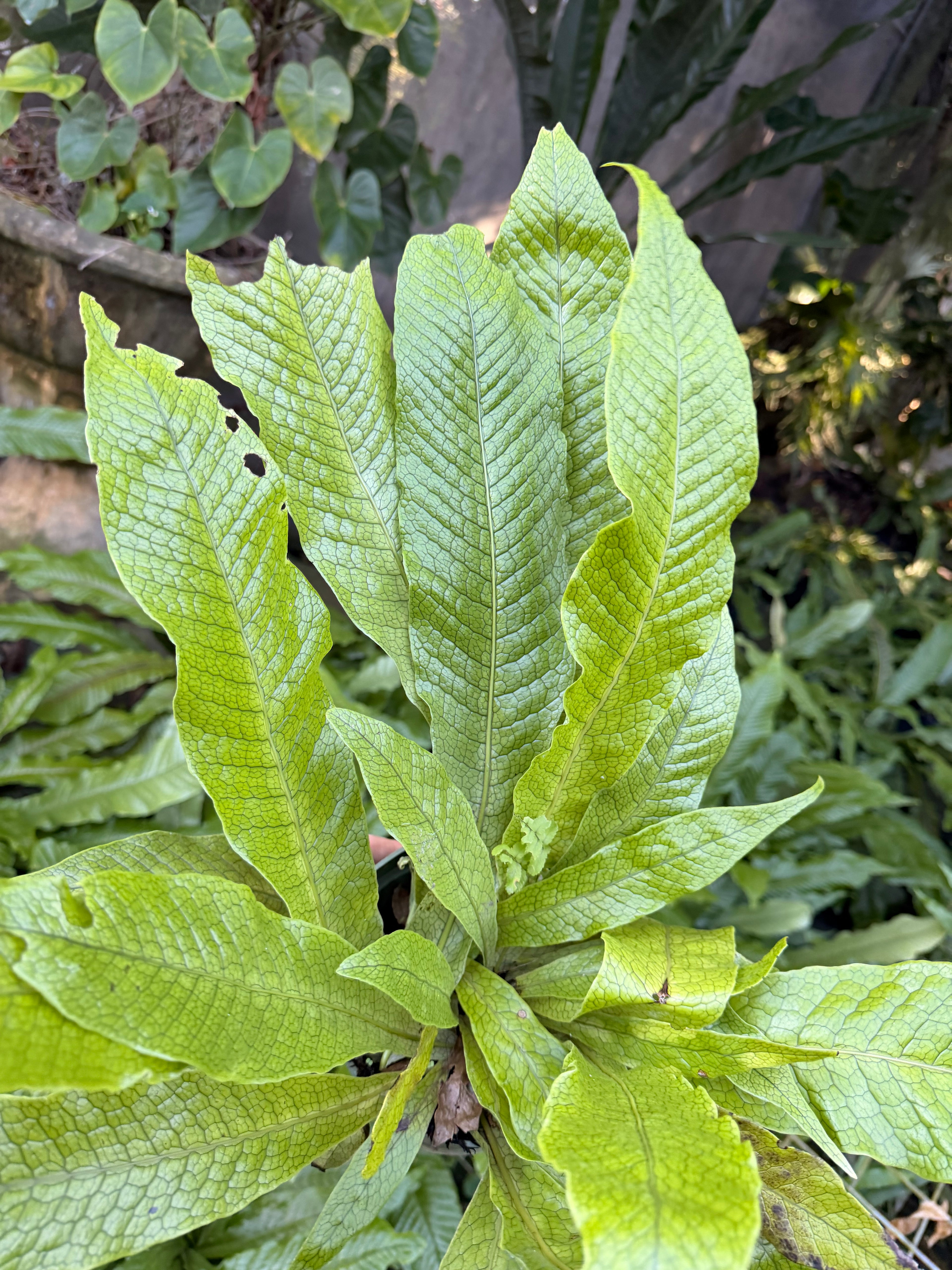 Crocodile fern, 6” pot - Microsorum musifolium