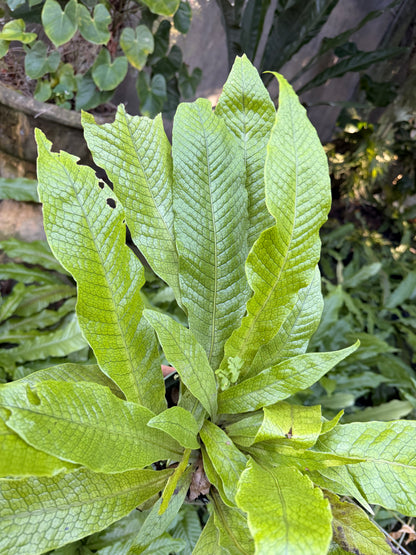 Crocodile fern, 6” pot - Microsorum musifolium