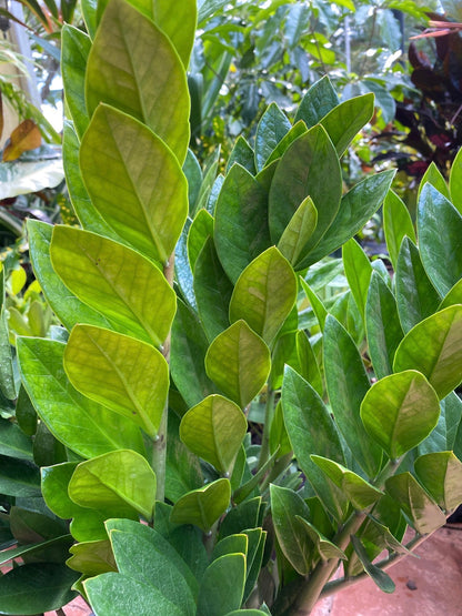 ZZ plant - Zamioculcas zamiifolia, 10” pot