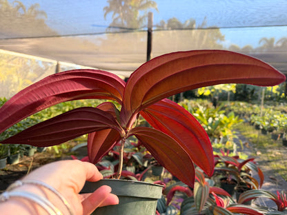 Medinilla Gregori Hambali, 6” pot