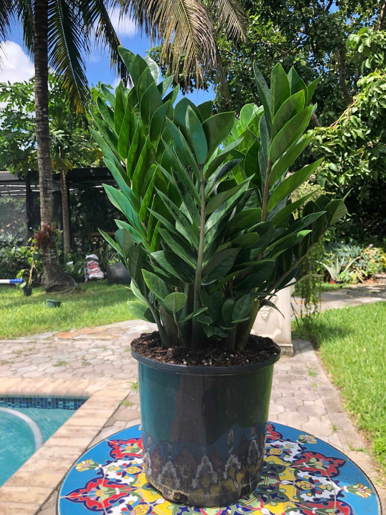 ZZ plant - Zamioculcas zamiifolia, 8” pot