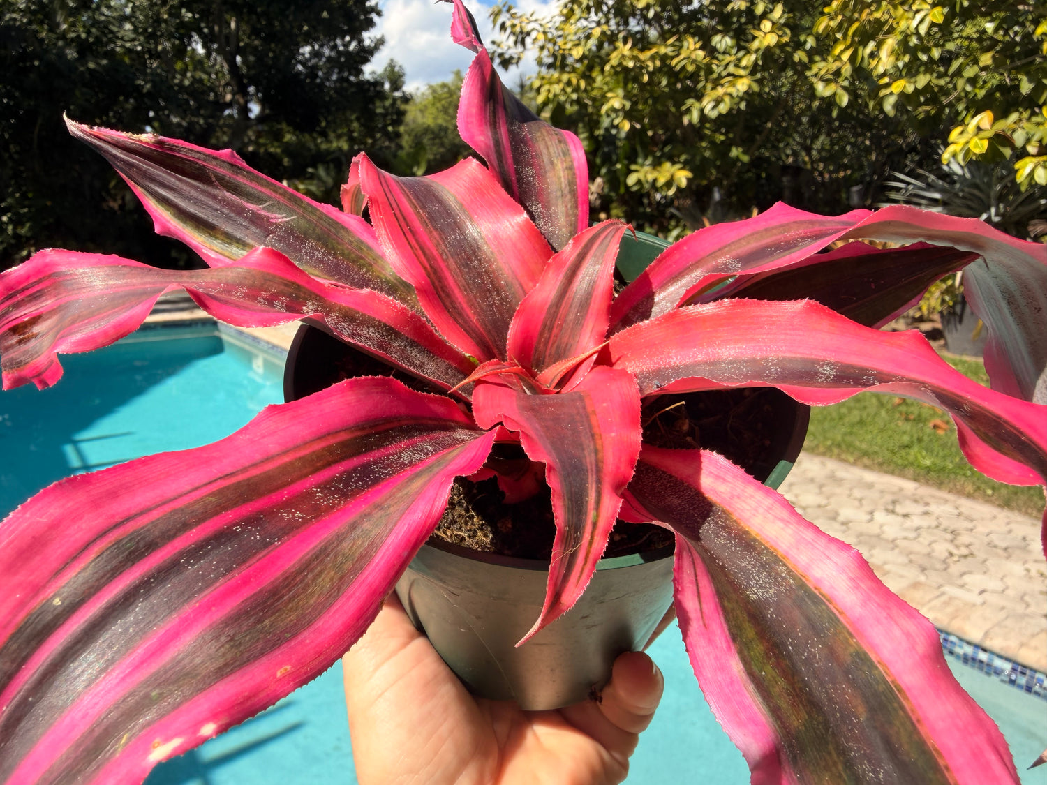 Cryptanthus Red Baron, 5” pot