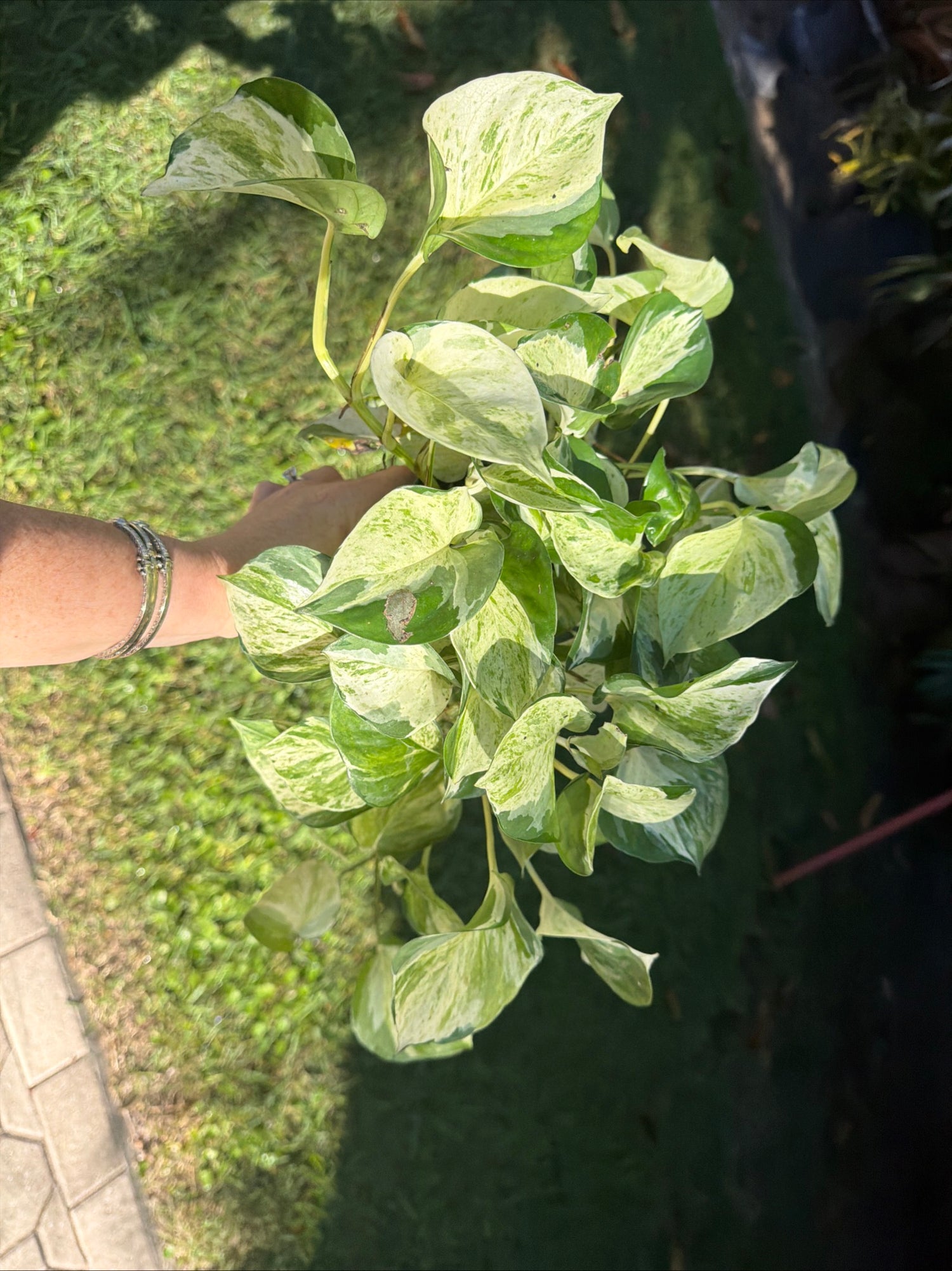 Manjula Pothos, 4” pot - trailing