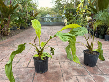 White Tacca Bat plant, 10” pot. Tacca chantieri - Will ship with a bud.