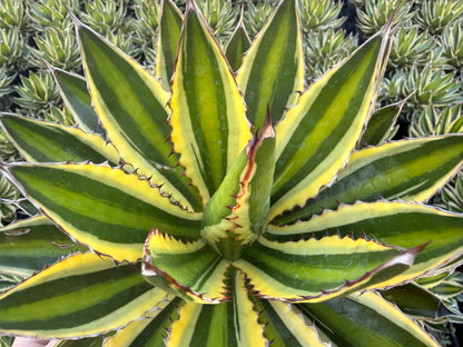 Agave Lophantha Quadricolor, 6” pot