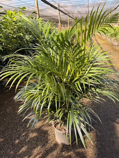 Areca Supreme, 10” pot 40-46” tall
