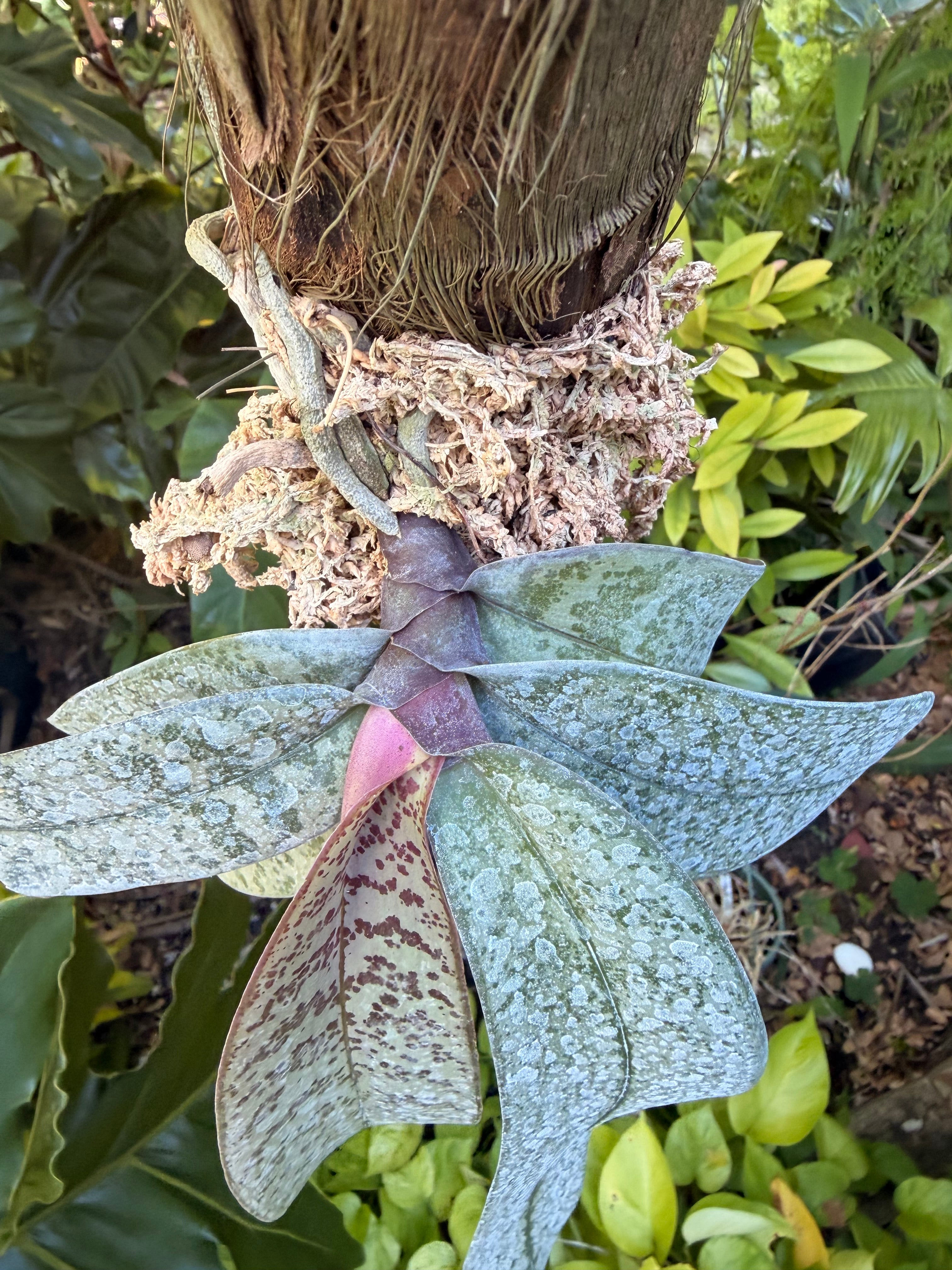 Mounted Phalaenopsis schilleriana