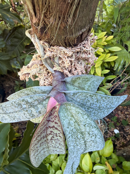 Mounted Phalaenopsis schilleriana