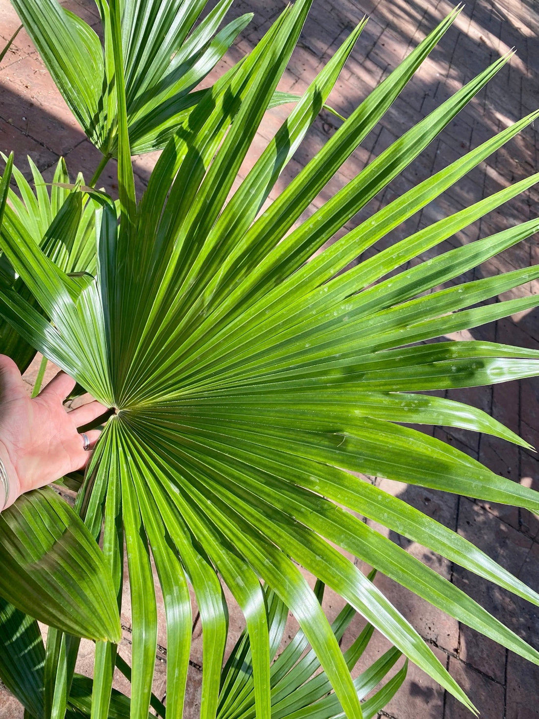 Chinese Fan Palm, 10” pot Livistonia chinensis