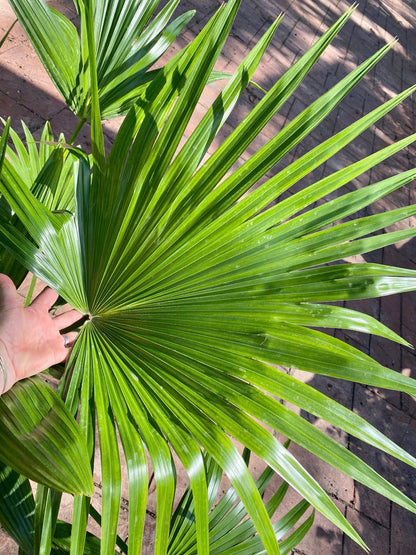 Chinese Fan Palm, 10” pot Livistonia chinensis