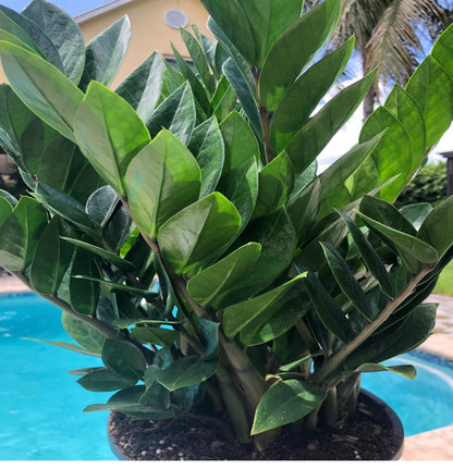 ZZ plant - Zamioculcas zamiifolia, 8” pot