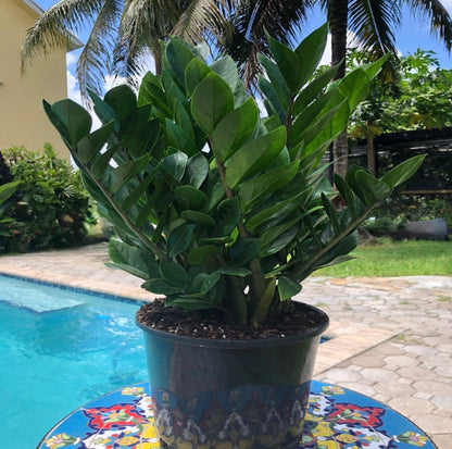 ZZ plant - Zamioculcas zamiifolia, 8” pot