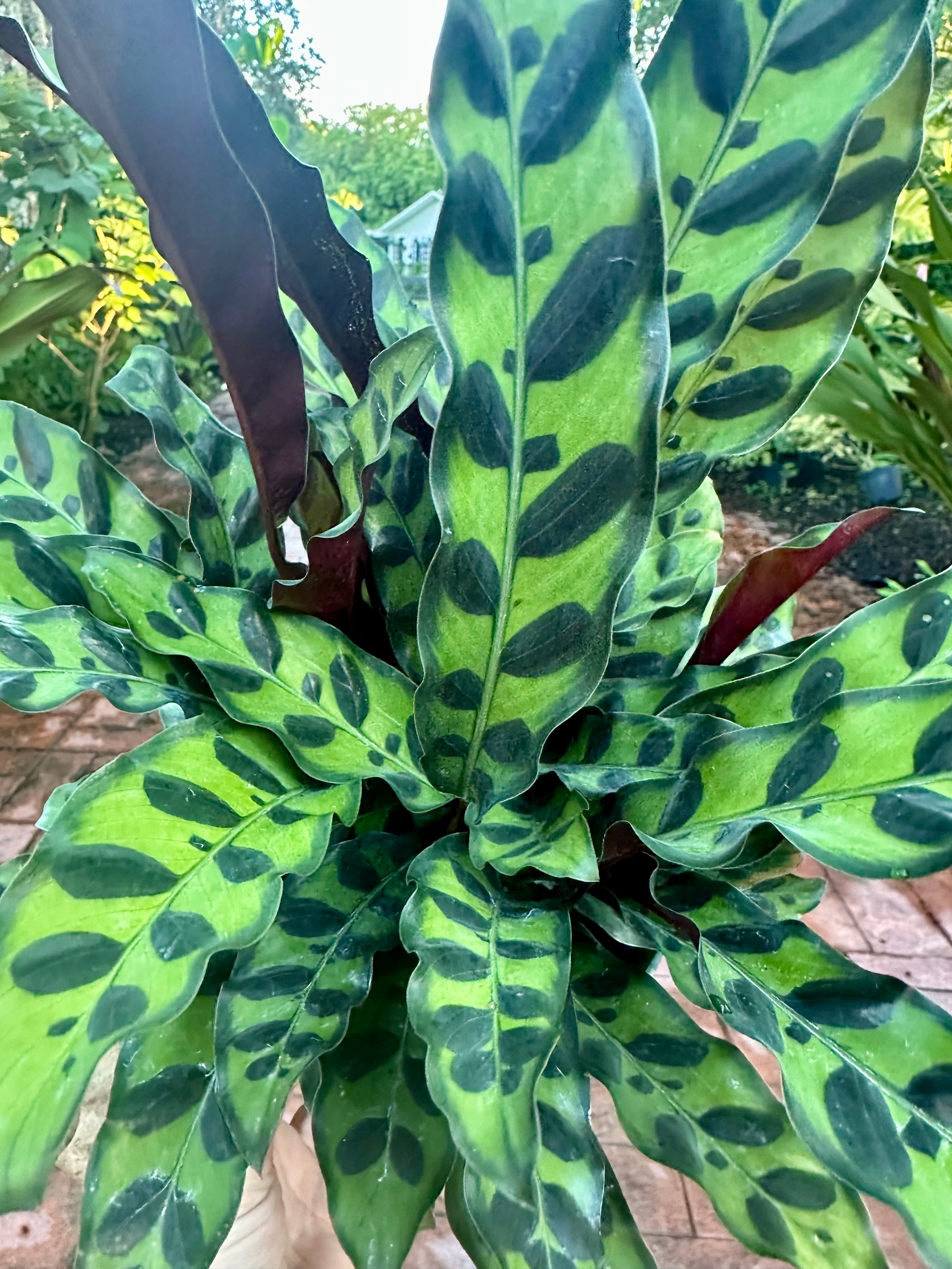 Calathea Lancifolia, 6" pot