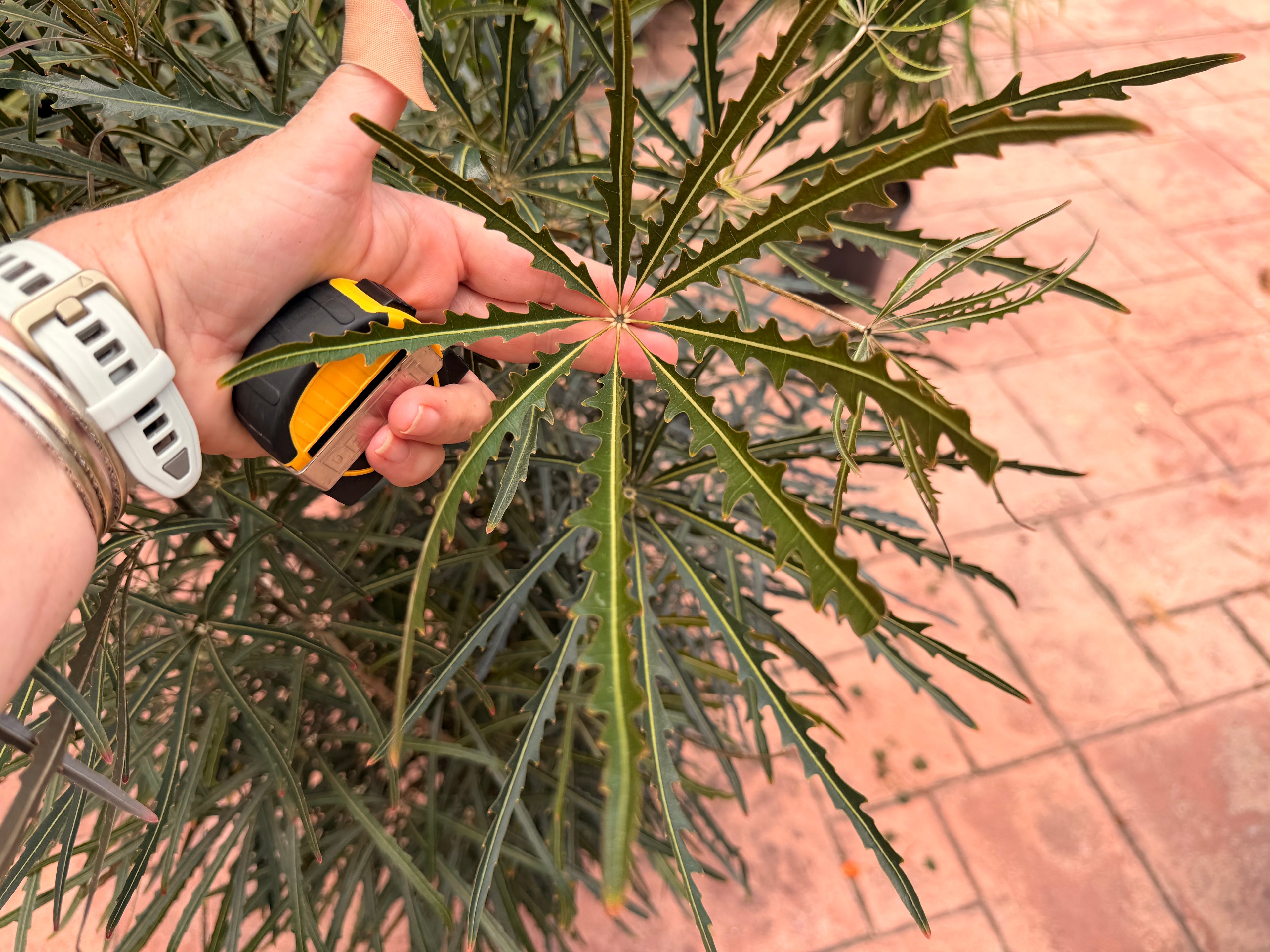 False aralia, 10” pot 60” box