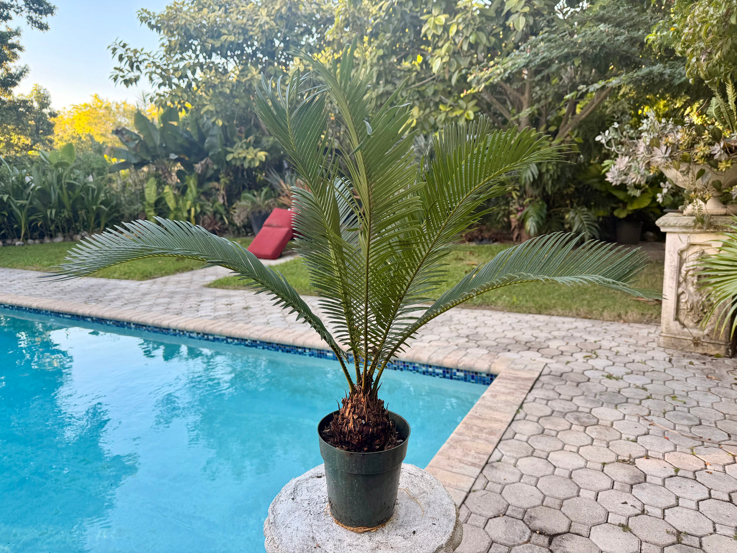 Sago Palm, 6” pot - Large