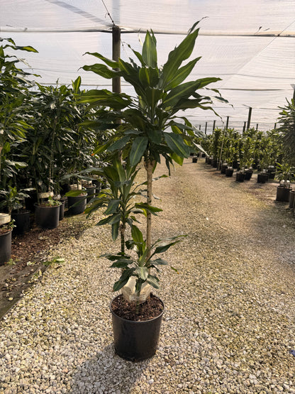 Dracaena Cintho cane, 10” pot