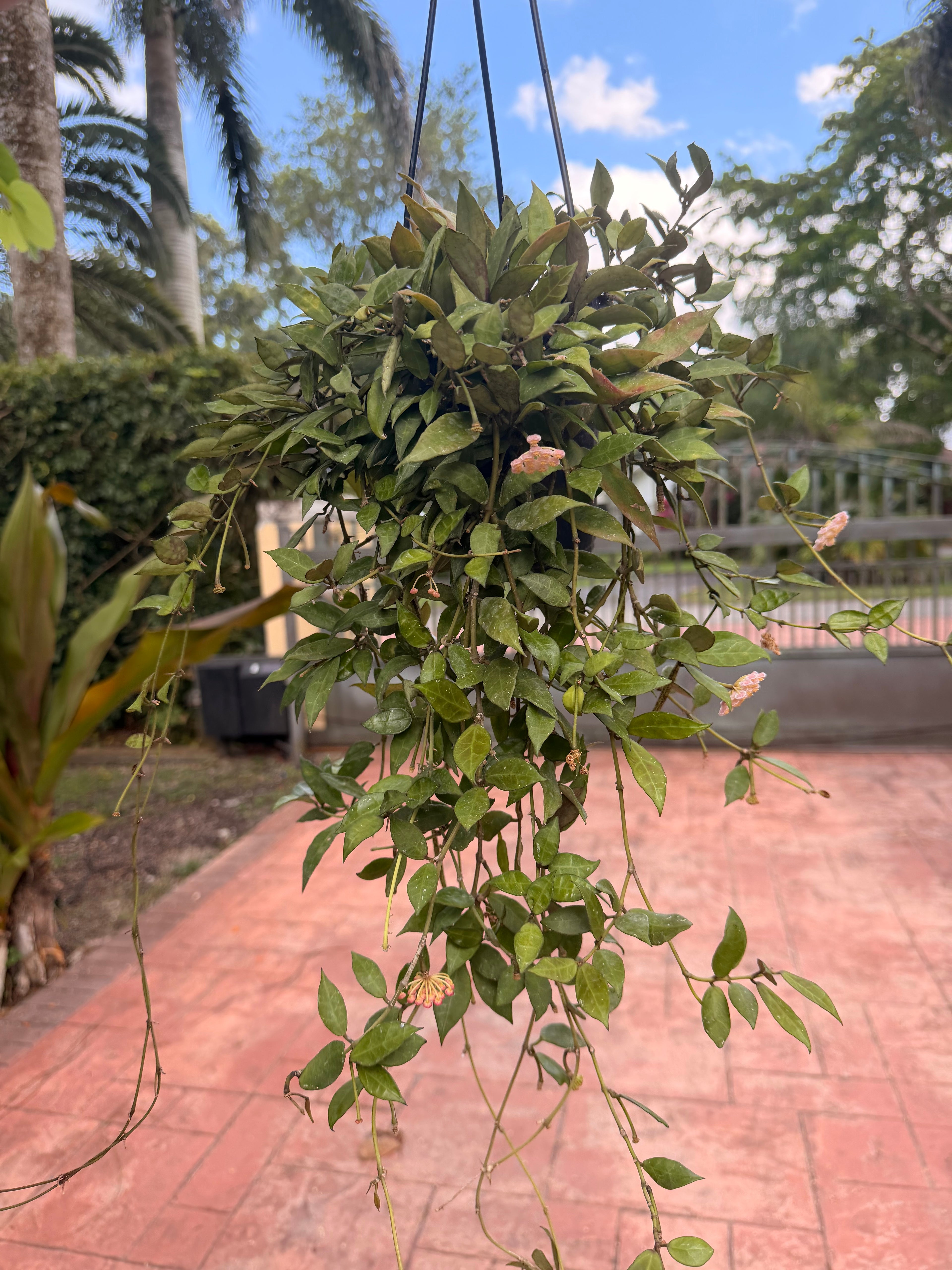 Hoya Sunrise, 5” pot
