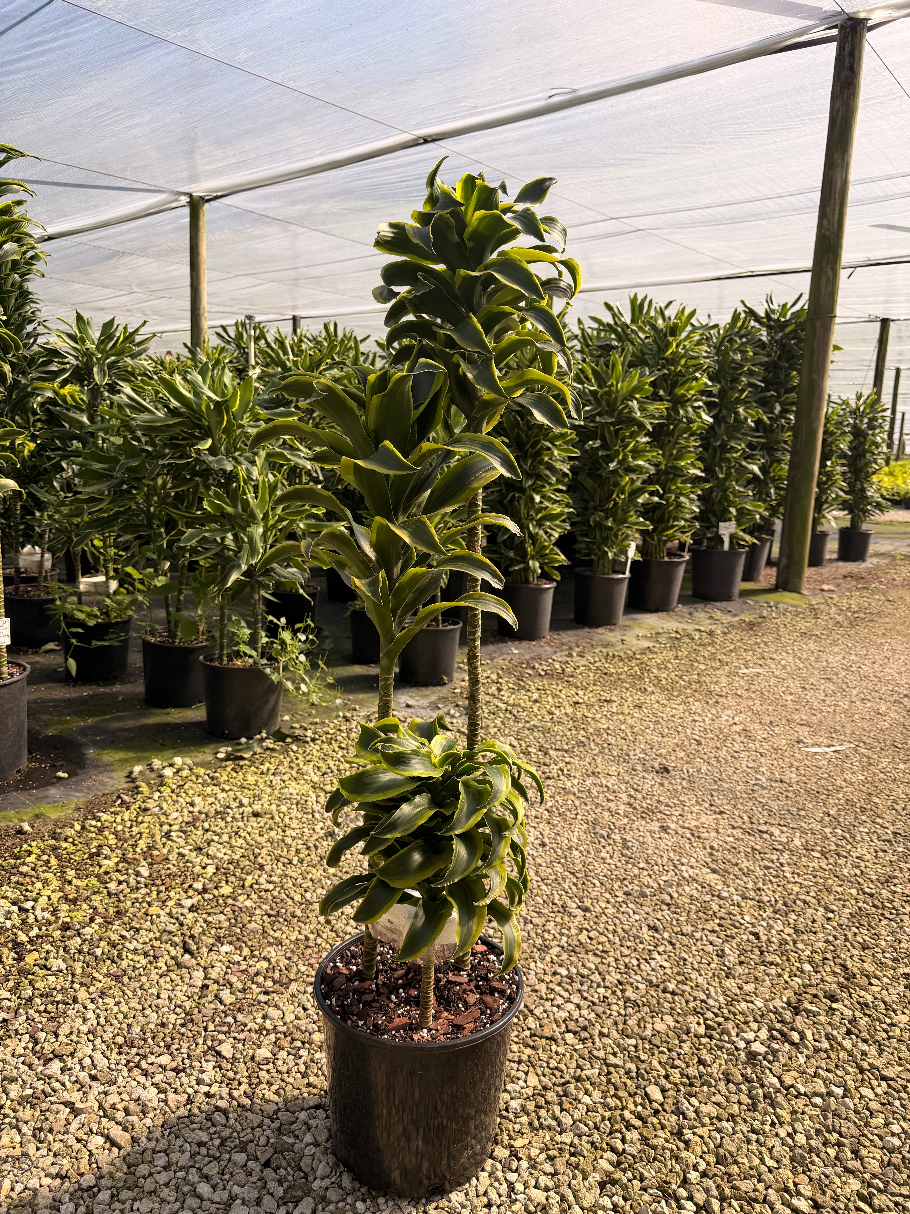 Dracaena Tornado cane, 10” pot