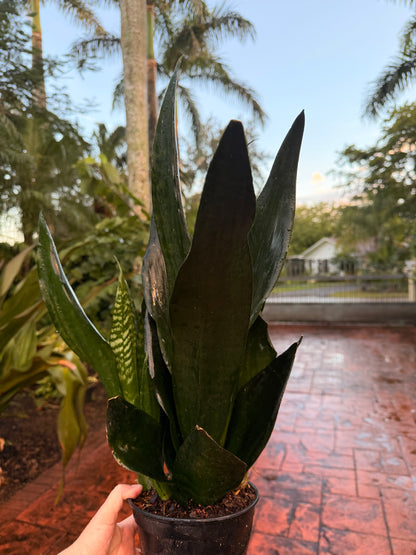 Sansevieria Black Dragon, 6” pot - full pot