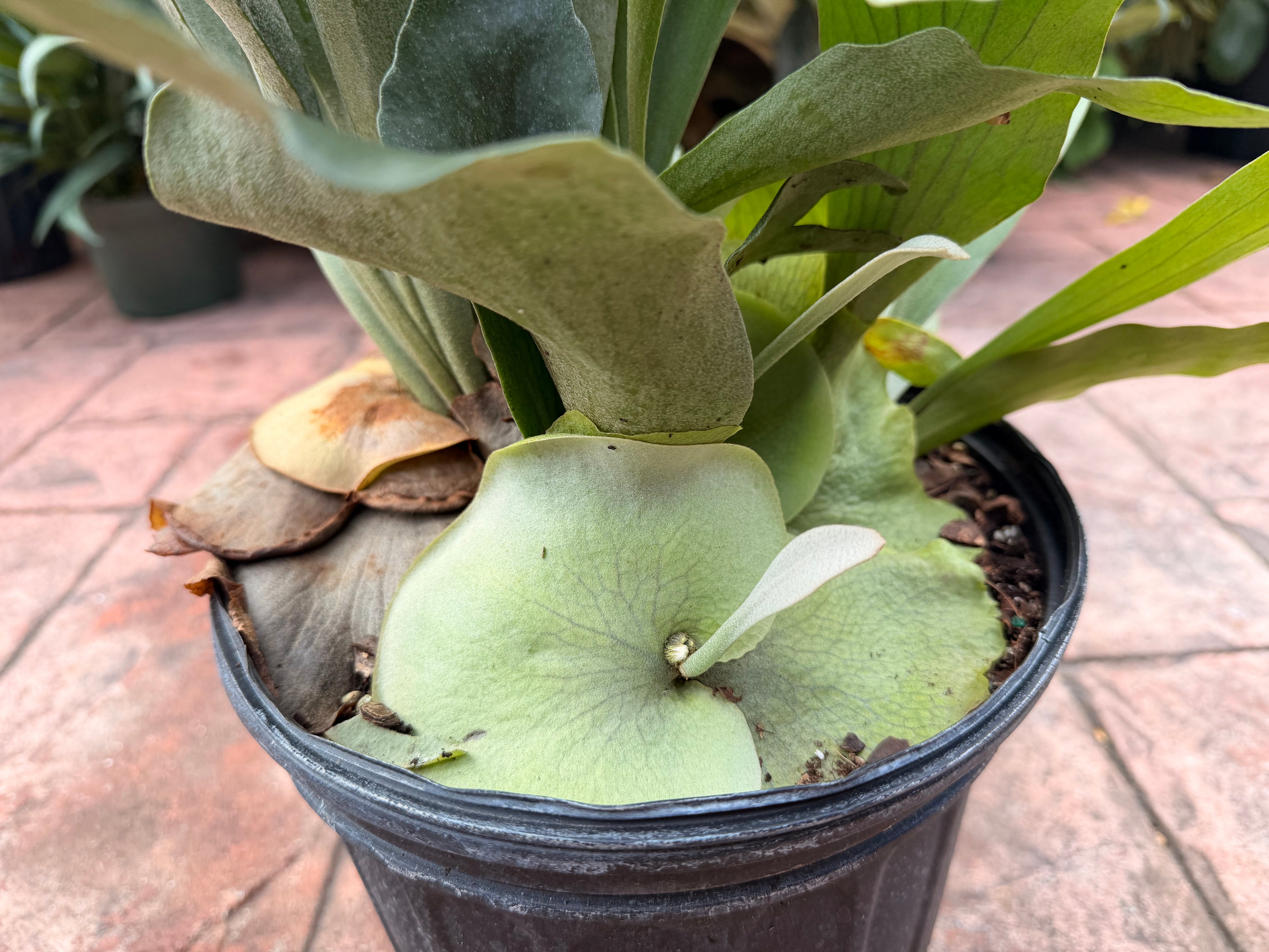 Large Staghorn fern in 8” pot