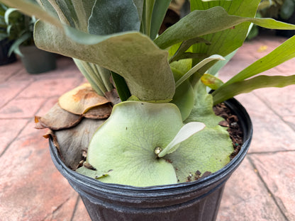 Large Staghorn fern in 8” pot