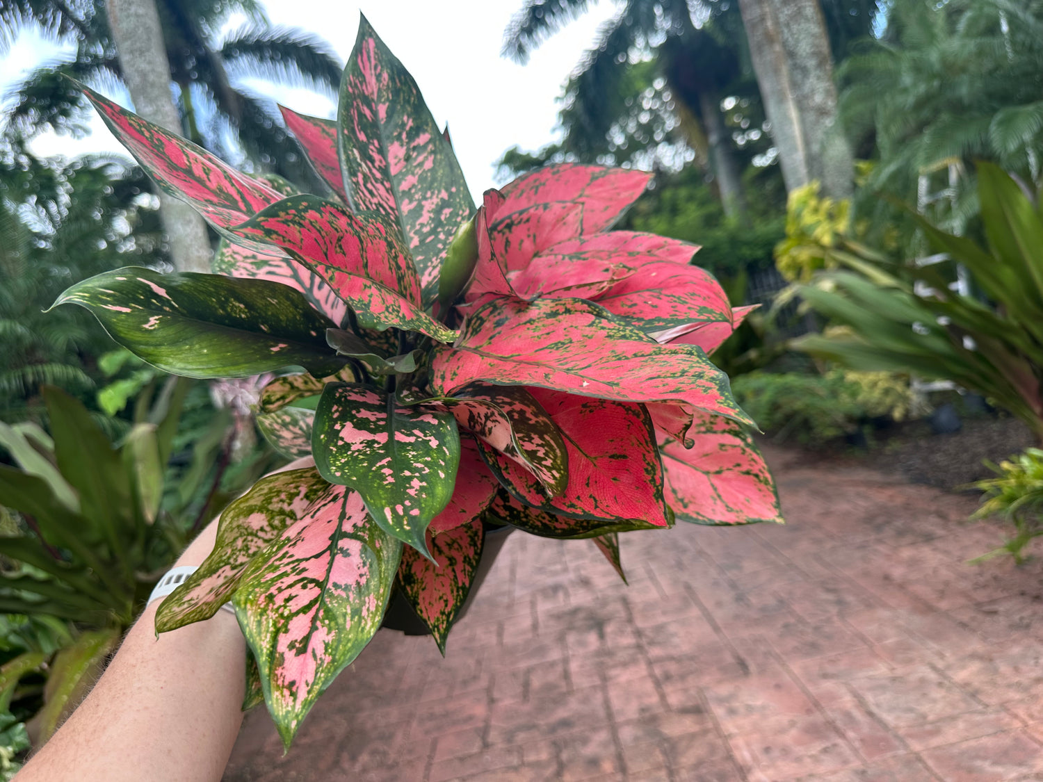 Aglaonema Anayamanee, 6” pot