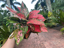Load image into Gallery viewer, Aglaonema Anayamanee, 6” pot