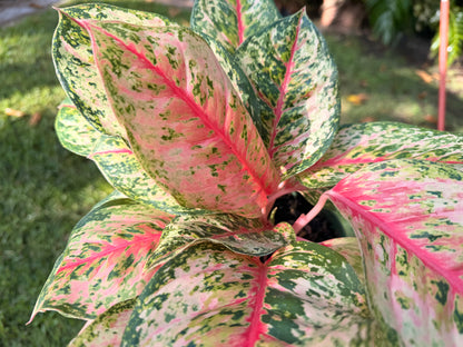 Aglaonema Crosbys Christmas, 6” pot