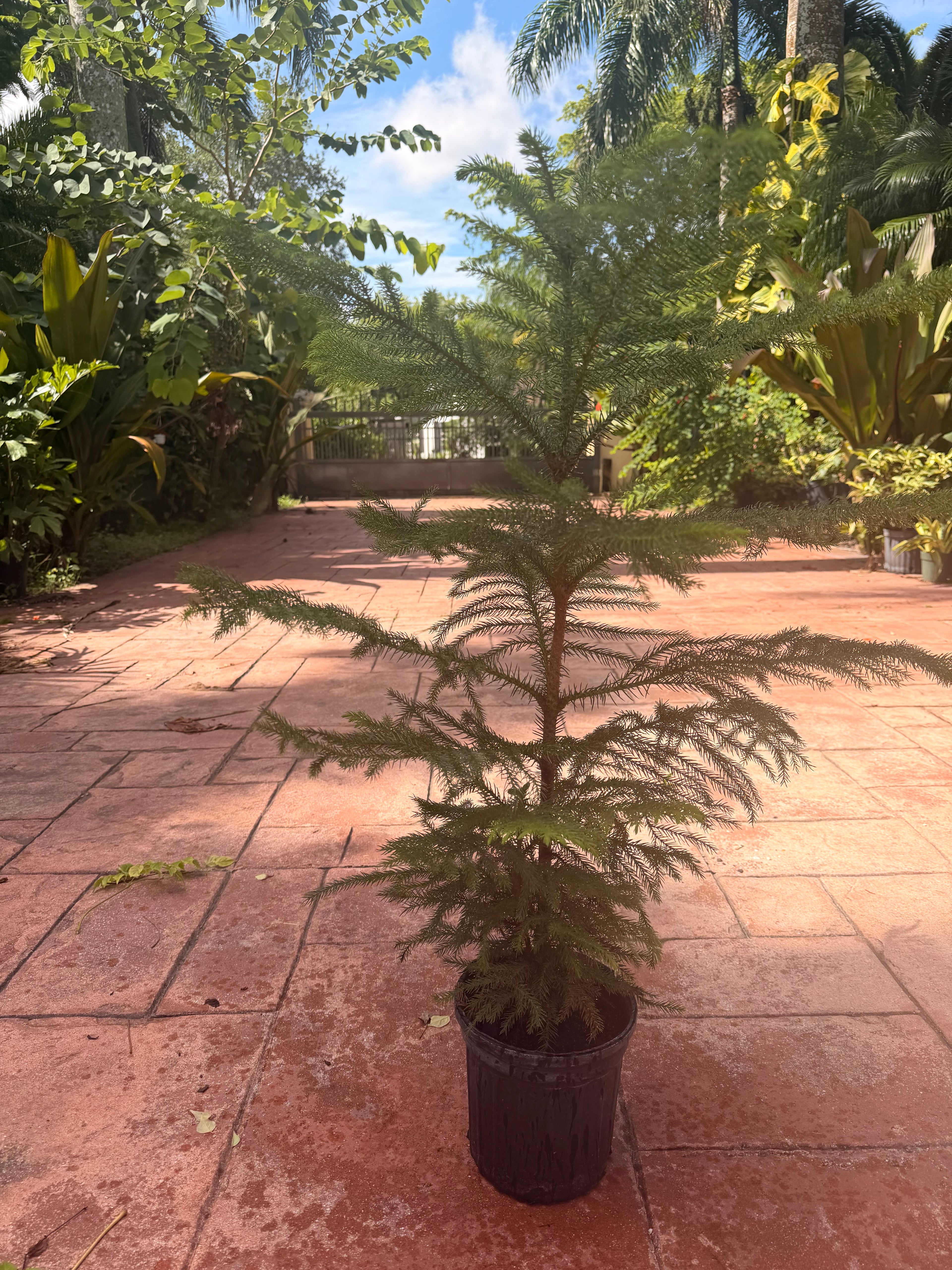 Norfolk Island Pine, 1 g pot