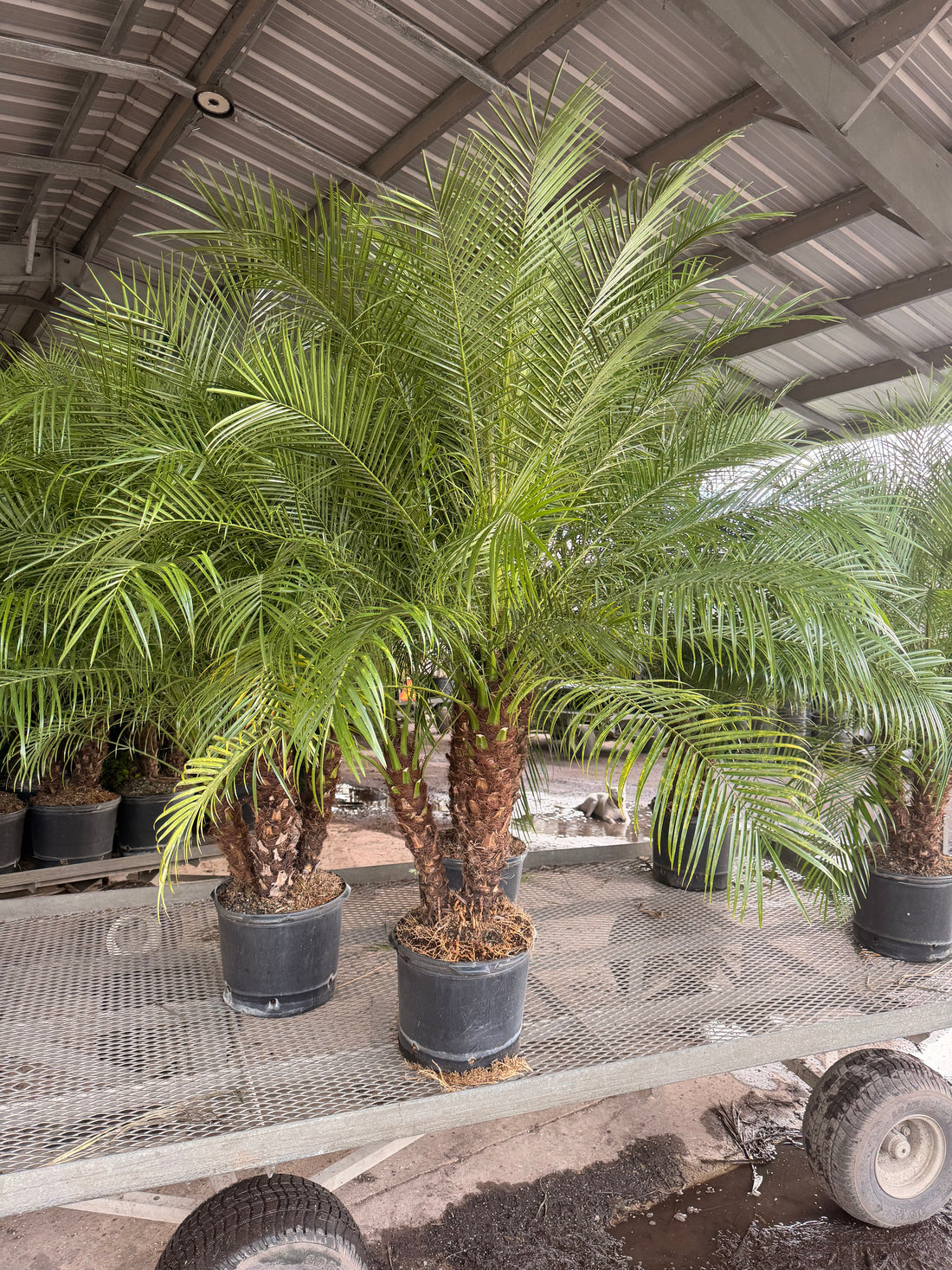 Roebelenii palm, Pygmy Date Palm, 14” pot